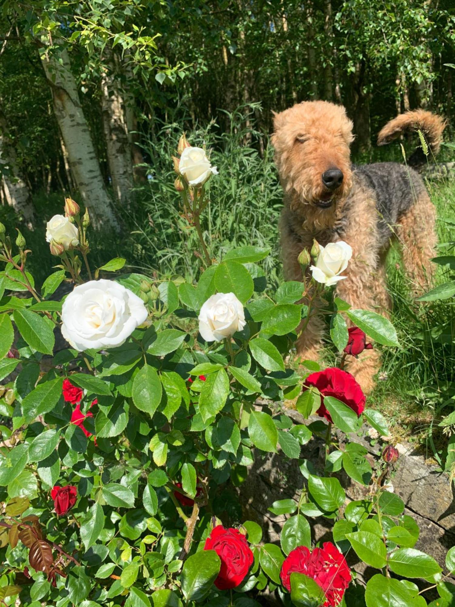 Clone Country House Aughrim Extérieur photo A dog in the rose garden