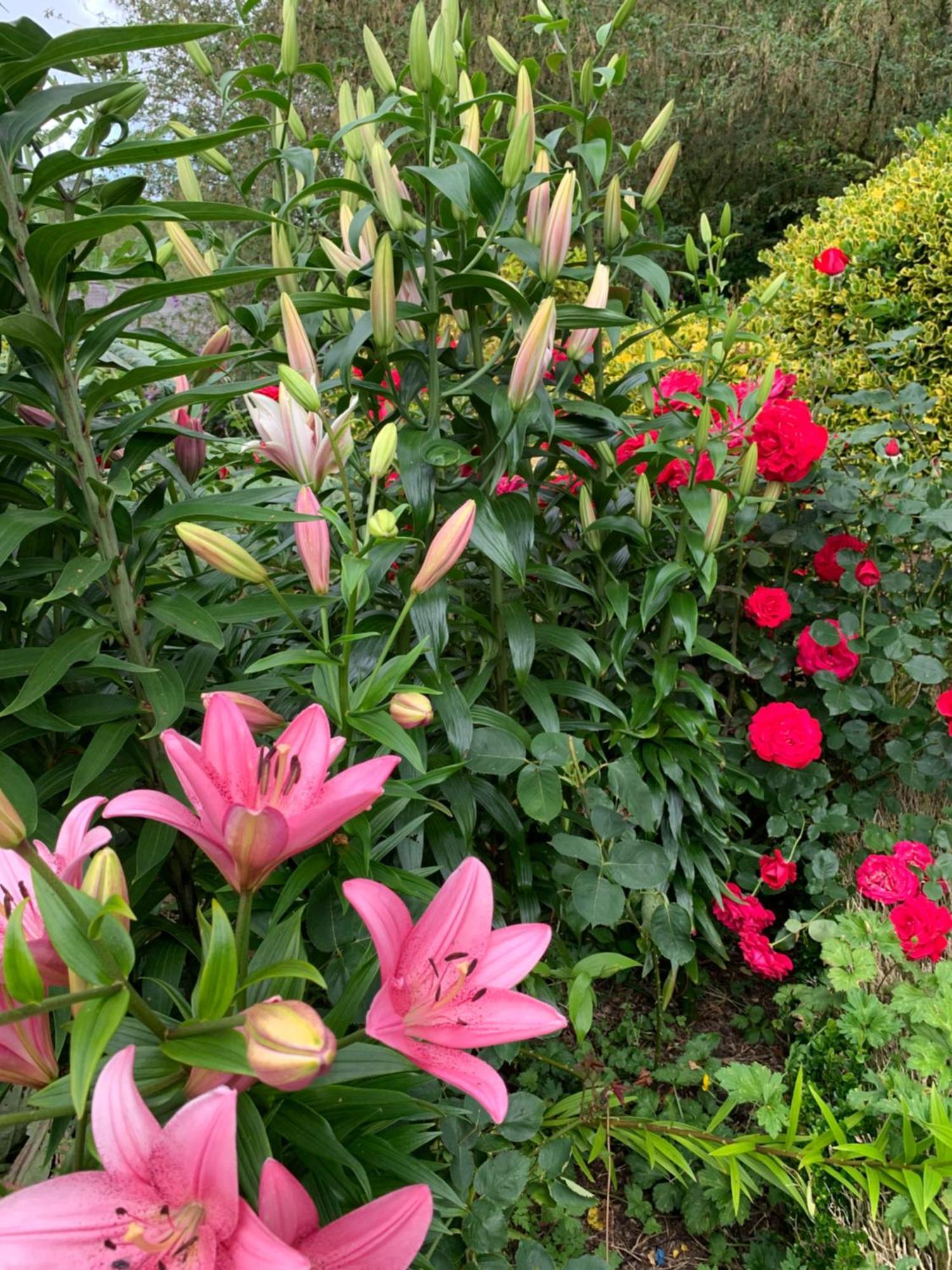 Clone Country House Aughrim Extérieur photo Lilium × hybridum